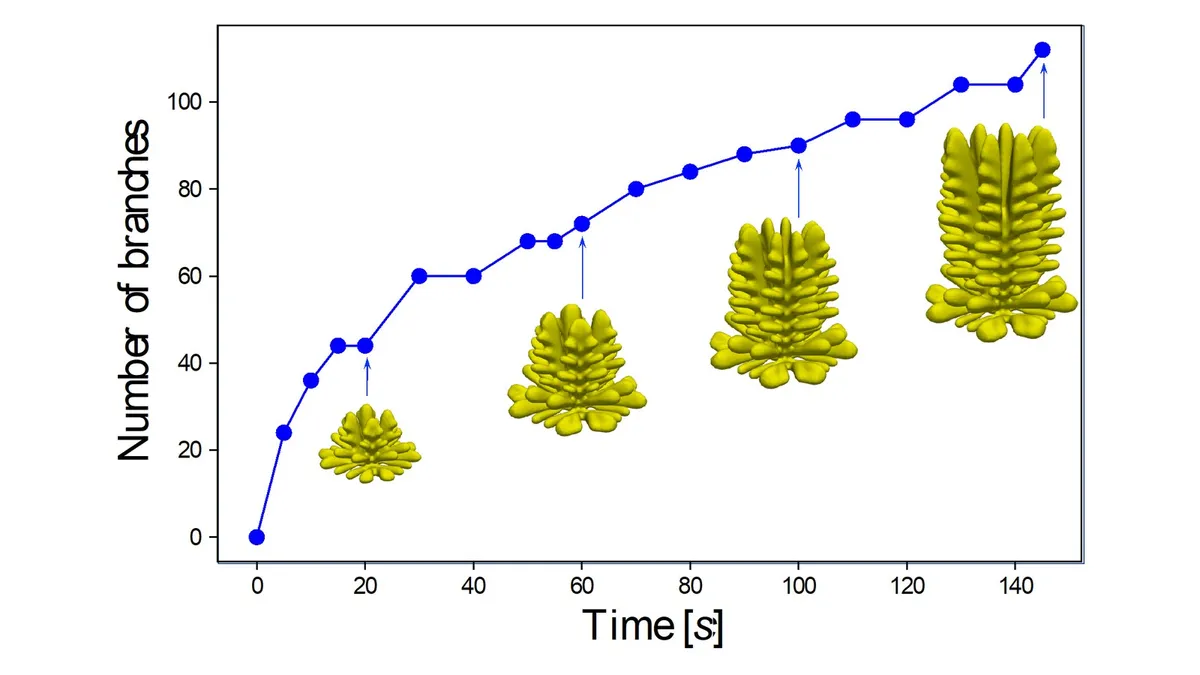 Phase-field modelling of dendrites in lithium-metal batteries